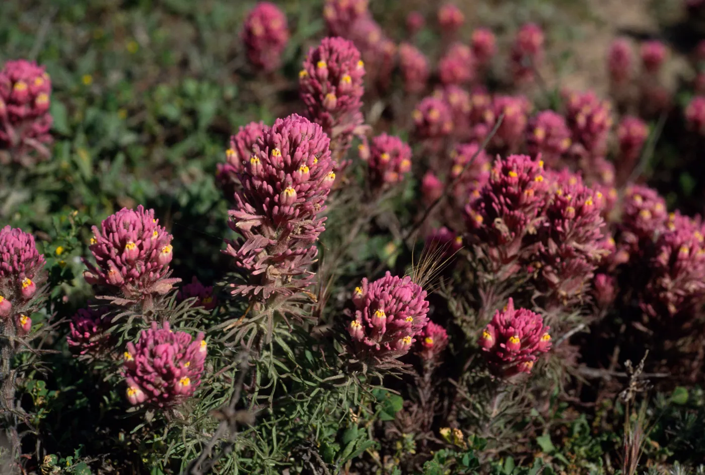 Orthocarpus purpurascens, SC-3579, near Point Flats, Santa Cruz Island