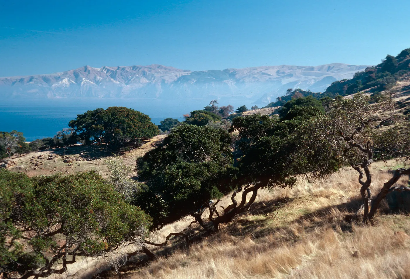 vegetation, East of Pelican Harbor - looking East, Santa Cruz Island