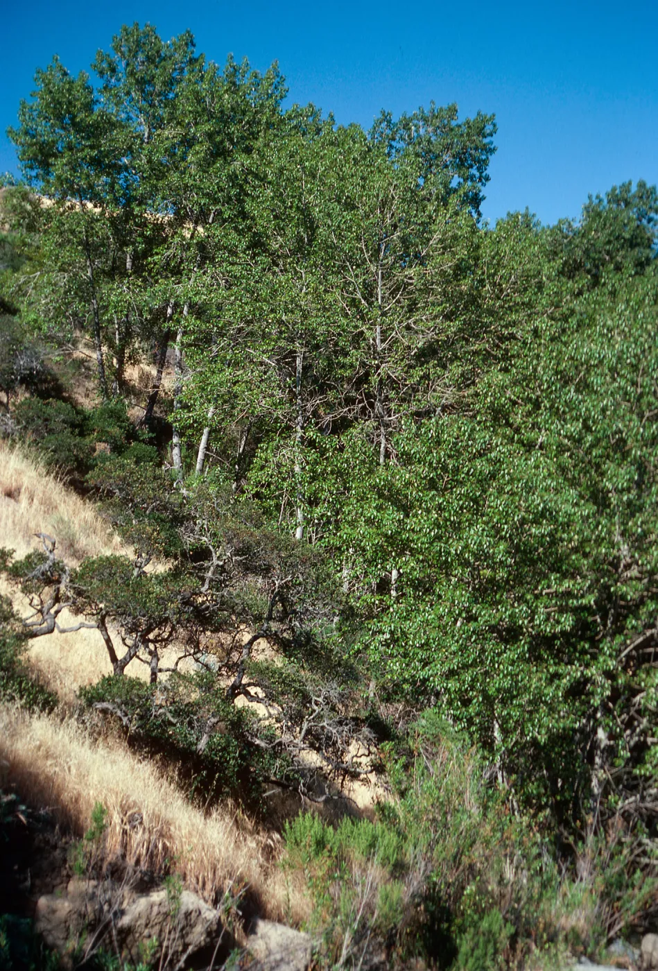 Populus trichocarpa, Canada Larga, Santa Cruz Island