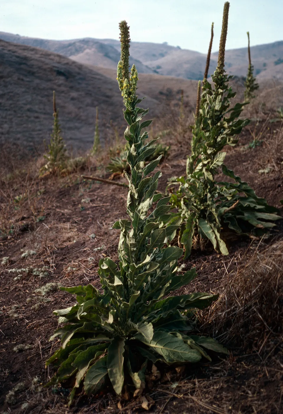 Verbascum, North of Valley Road, just East of Centinella, Santa Cruz Island