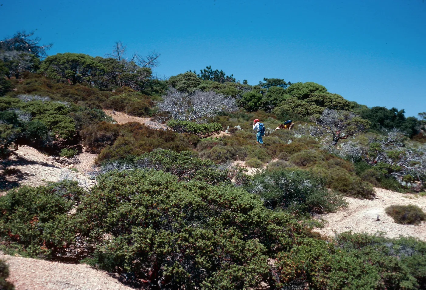 chaparral, South of Pinos del Sur, Santa Cruz Island