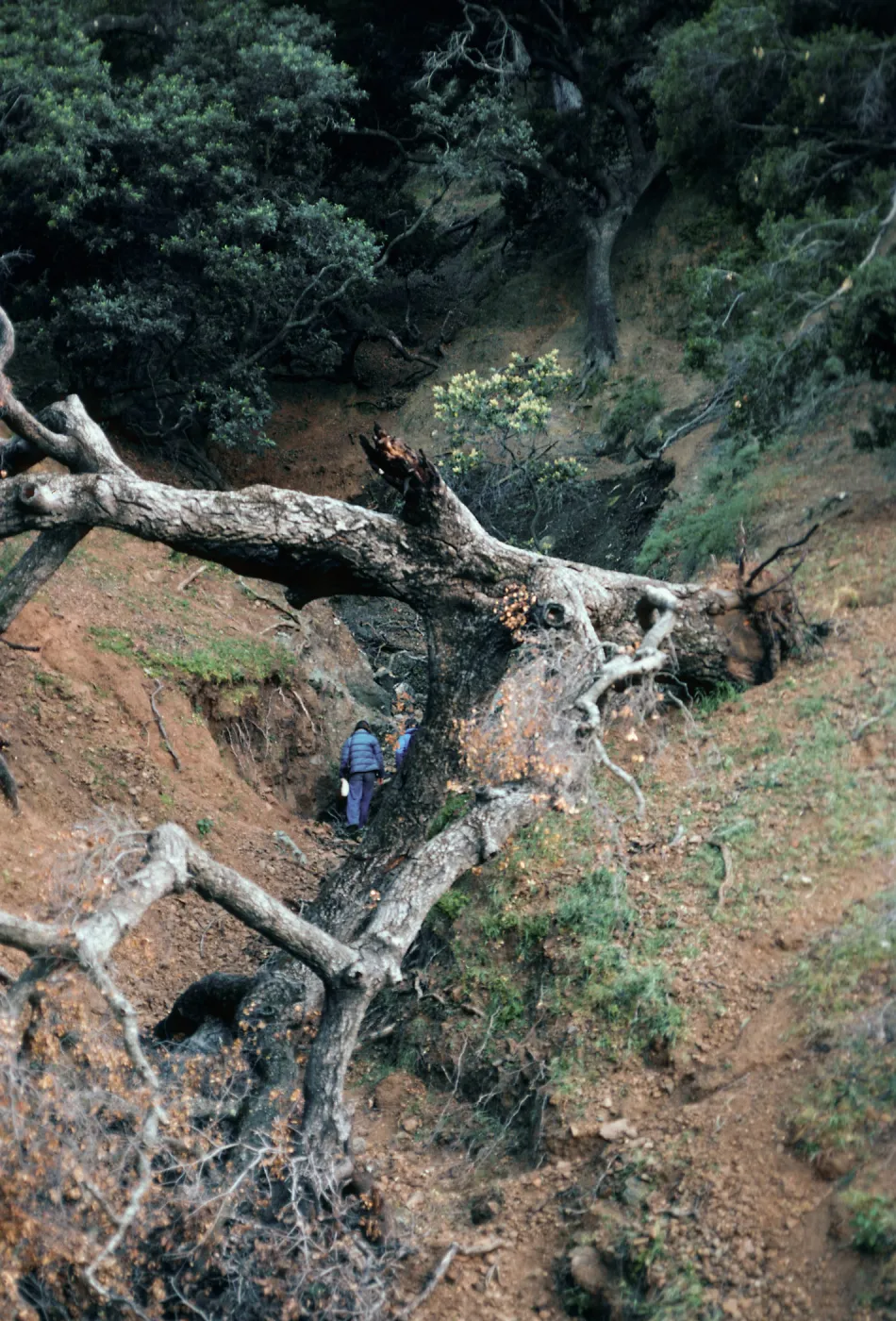 Fallen oak in Canada de la Mina, Santa Cruz Island