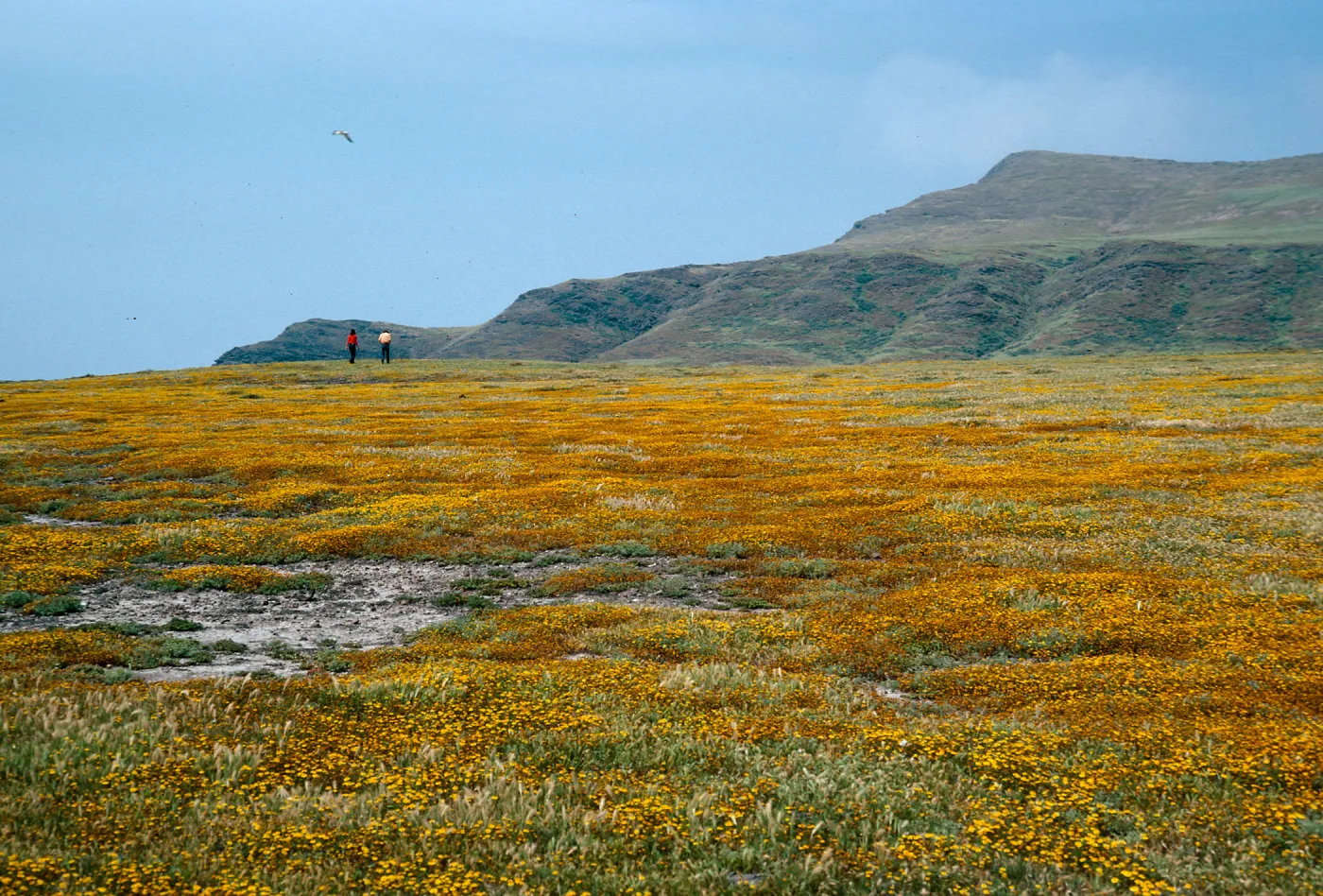 Fraser Point, Santa Cruz Island
