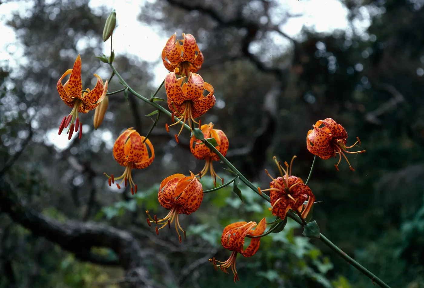 Lilium Humboldtii, Central Valley, just West of U.C. Field Station, Santa Cruz Island