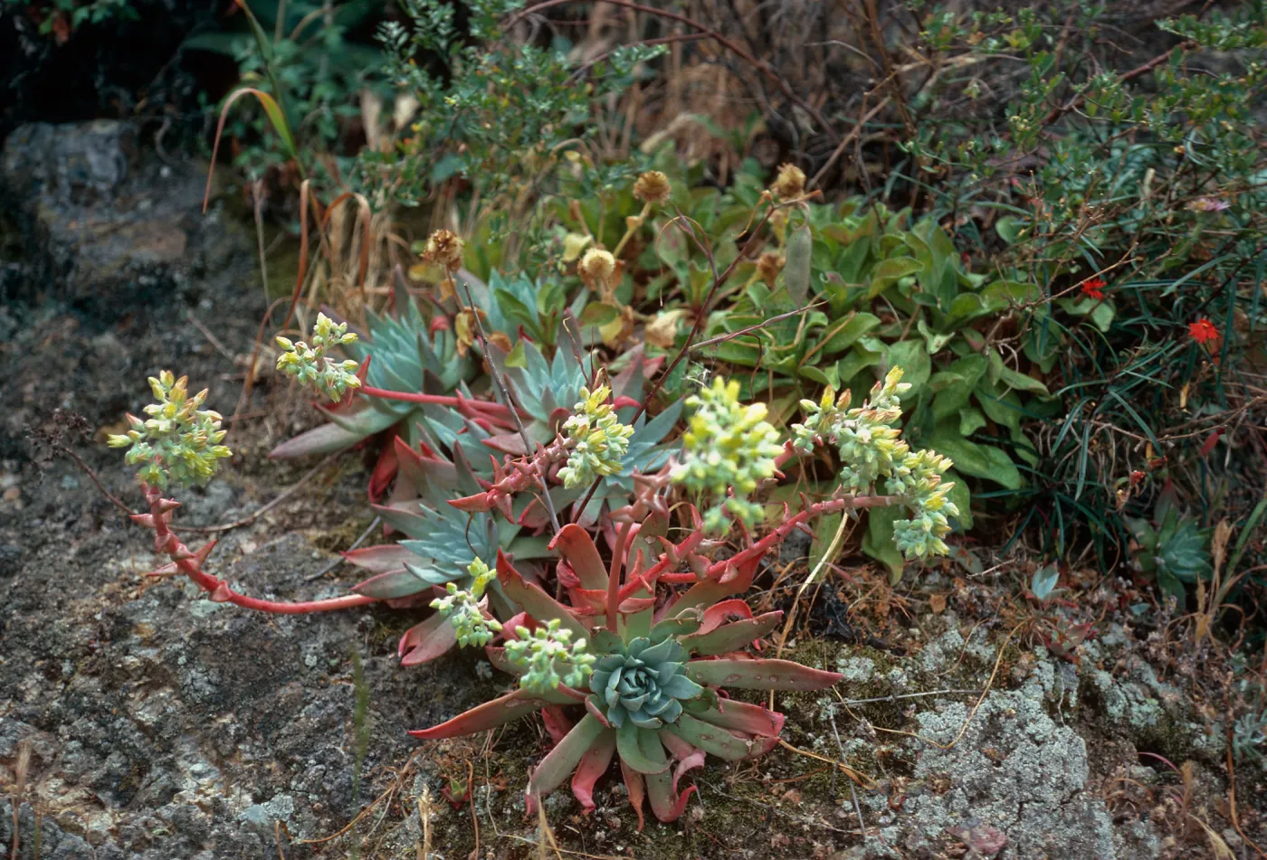 Dudleyi greenei, mouth of Eagle Canyon, Santa Cruz Island