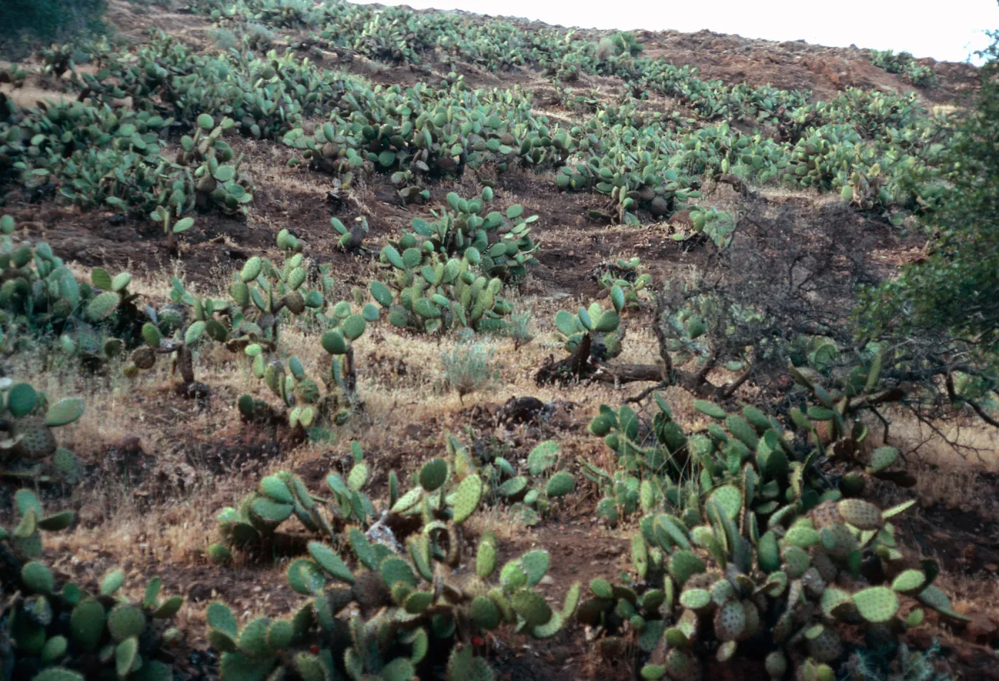 Opuntia (Prickly-pear), lower Orizaba Canyon, Santa Cruz Island