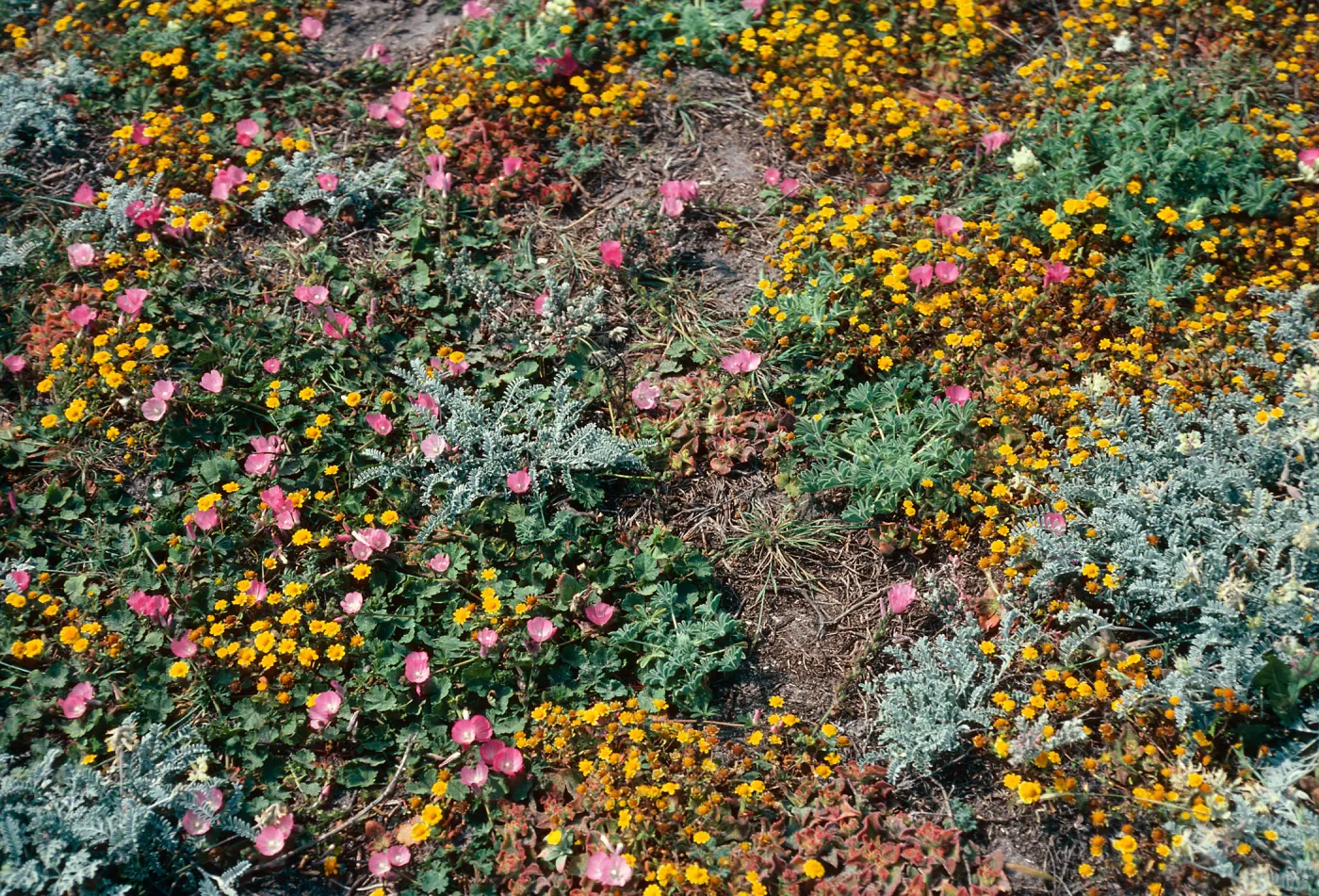 Sidalcea (Checkerbloom), Astragalus (Lockweed), Lupinus (Lupine),, Lasthenia (Goldfields), Fraser Point, Santa Cruz Island