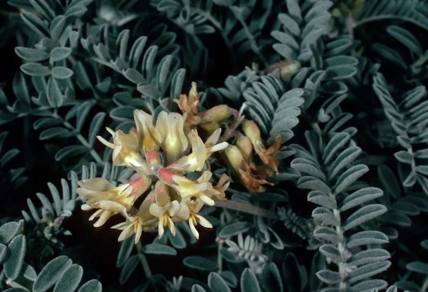 Astragalus miguelensis, cove, North of Forneys, Santa Cruz Island