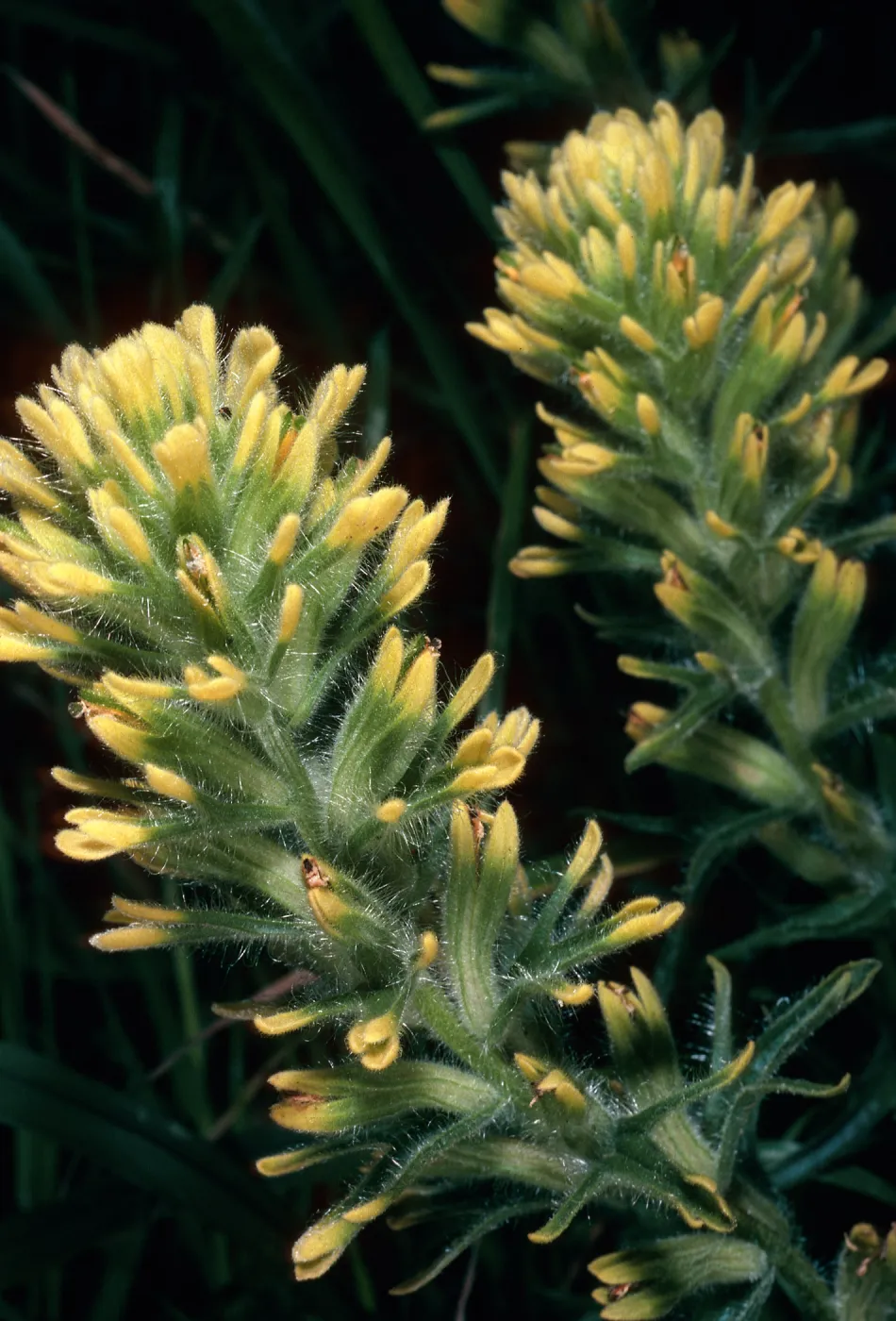 Castilleja affinis, SC-488, 1.3 miles West of Rancho Del Medio, Santa Cruz Island