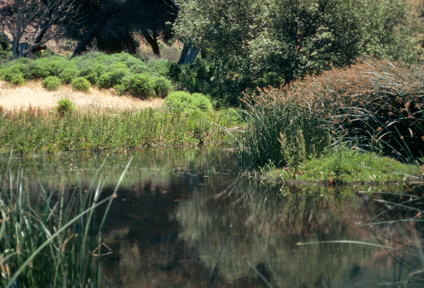 marsh at Prisoners Harbor, Santa Cruz Island
