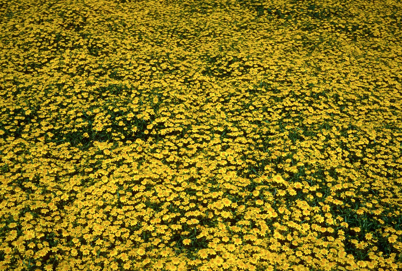 Lasthenia, ridge saddle, Santa Barbara Island