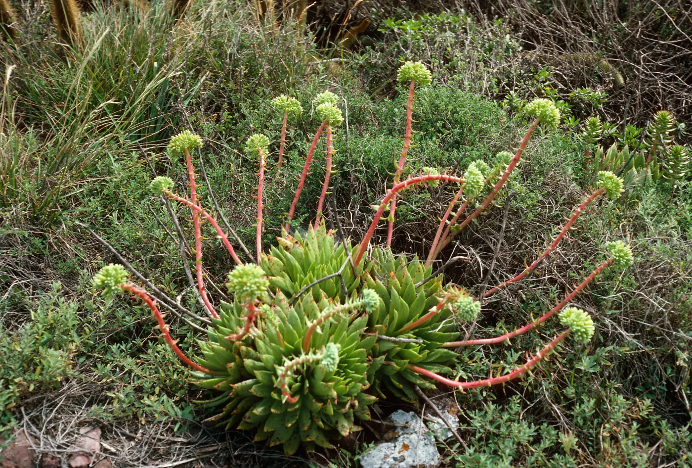 Dudleya (liveforevers), Todos Santos Island