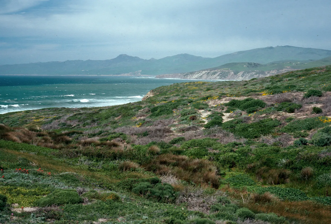 swale in dunes, North of Point Conception, Santa Barbara County
