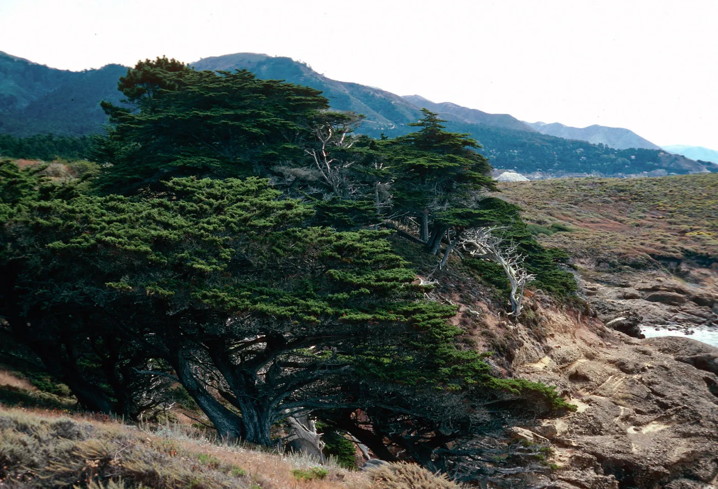 Cupressus macrocarpa, Point Lobos, Monterey County