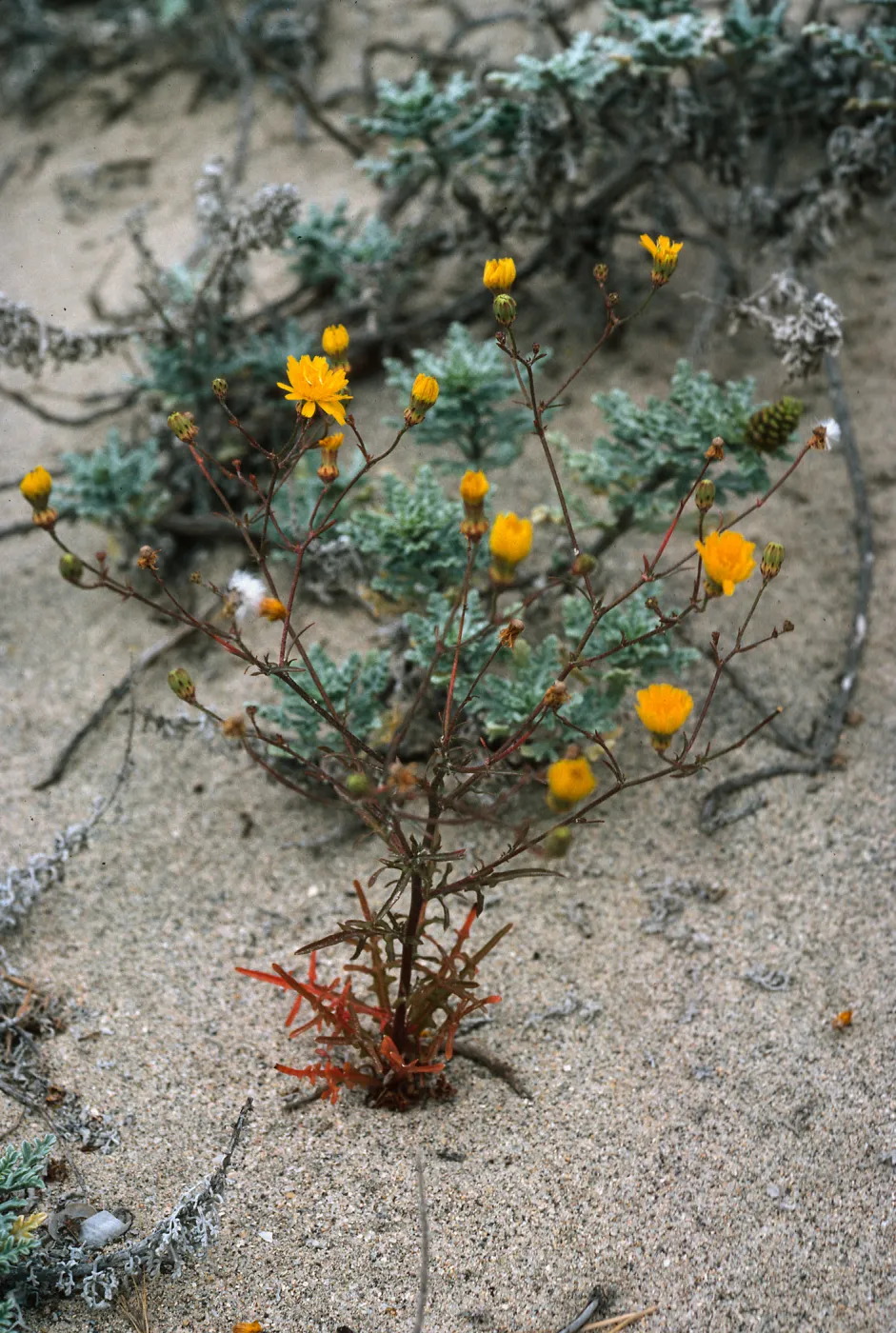Malacothrix foliosa, Northwest dune, San Clemente Island