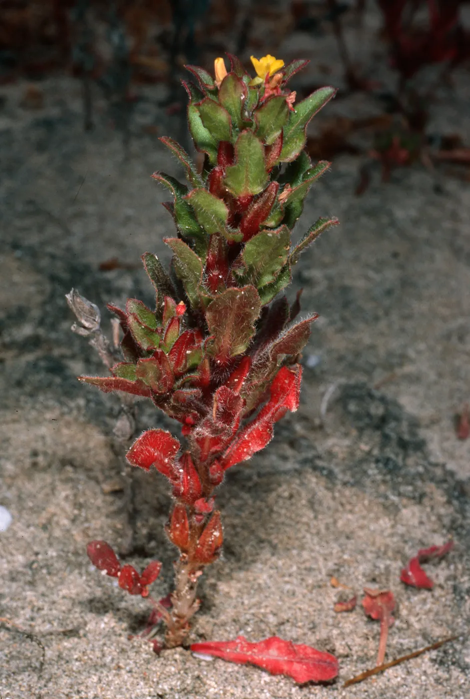 Camissonia guadalupensis, Northwest dunes, San Clemente Island