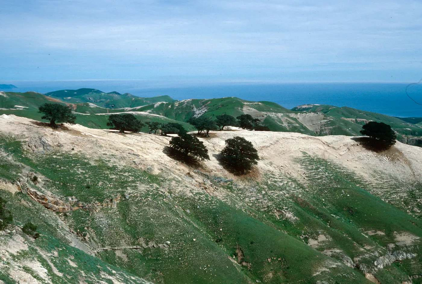 Quercus tomentella near Soledad Pier, Santa Rosa Island