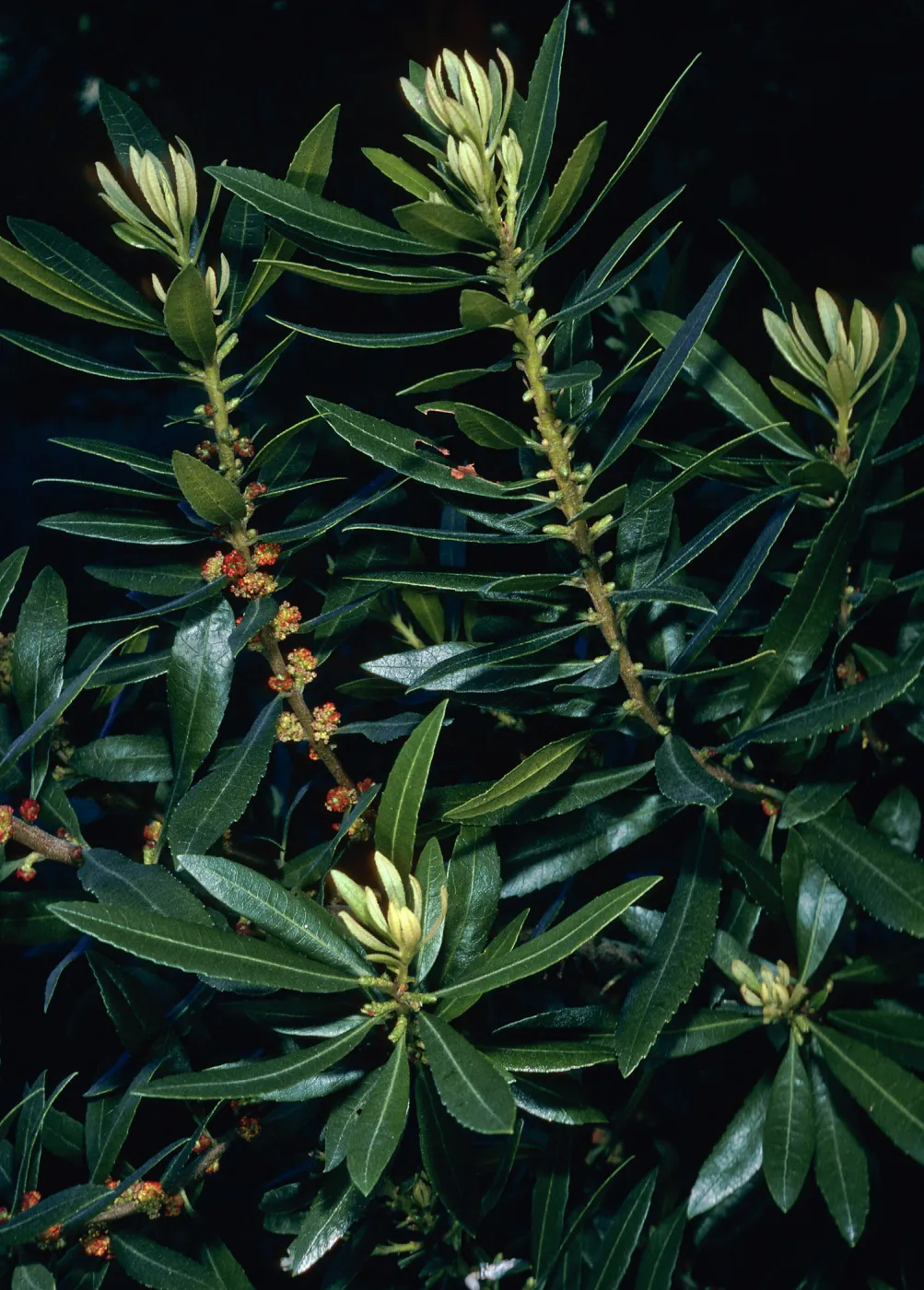 Myrica californica, Jalama Road, Jualachichi Summit, Santa Barbara County