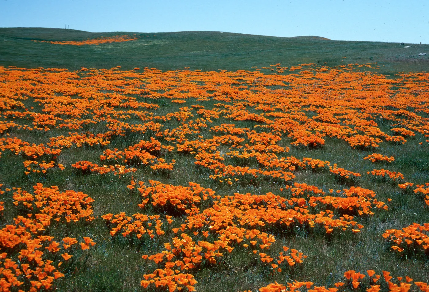 Eschscholzia californica, Gorman Hills, Los Angeles County