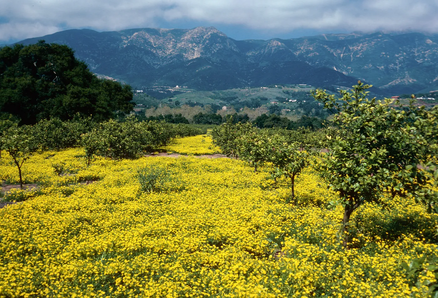 Oxalis in orchard, North of Highway 101, East of Santa Barbara