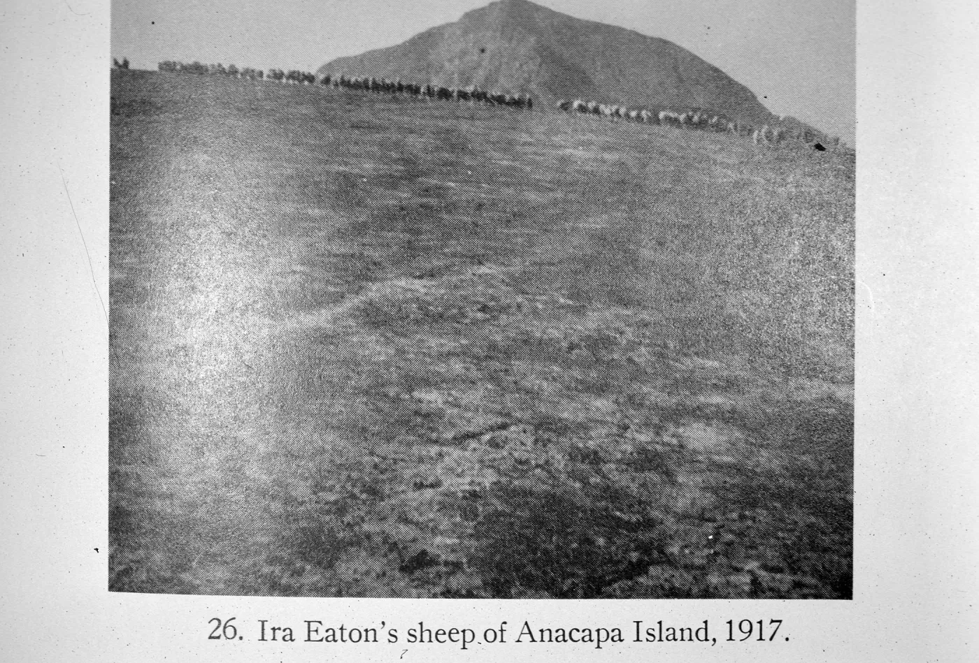 Ira Eaton, “Sheep on Middle Anacapa Island 1917”, from:Eaton