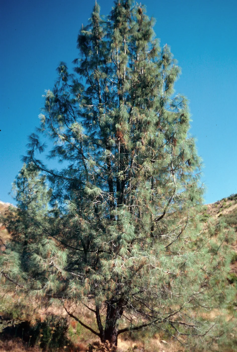 Pinus sabiniana, East Camino Cielo, Santa Barbara County