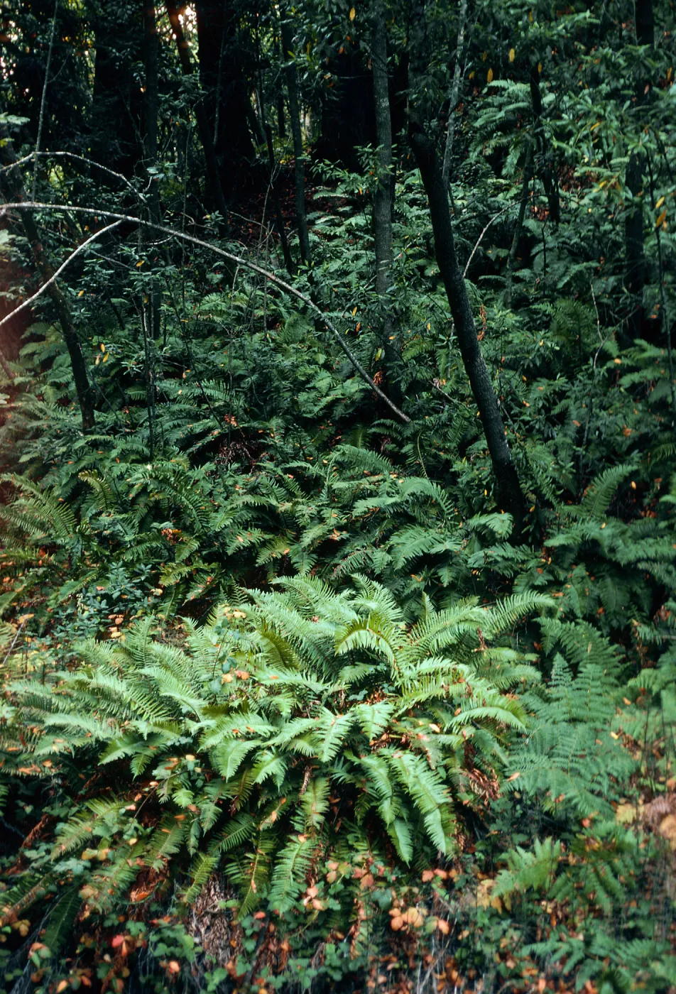 Polystichum, Umbellularia, Sycamore Canyon, Big Sur, Monterey County