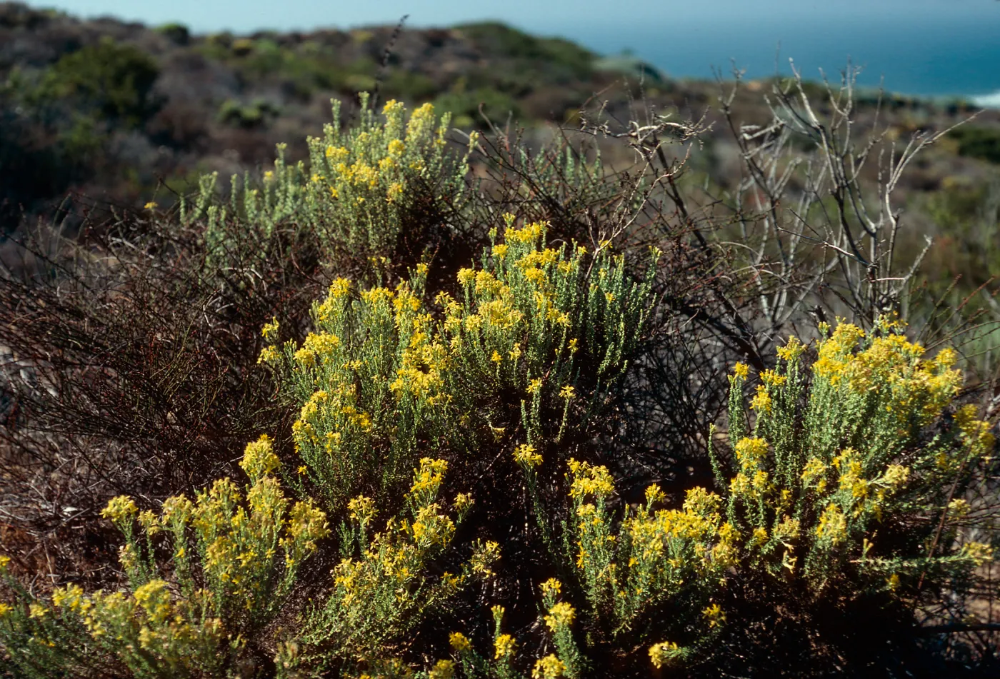 Haplopappus ericoides, Montaña de Oro, San Luis Obispo County