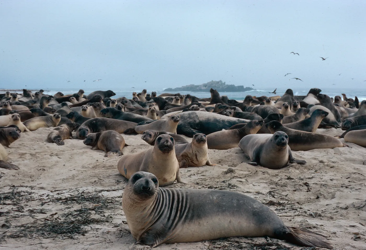 Elephant Seals, Point Bennett, San Miguel Island