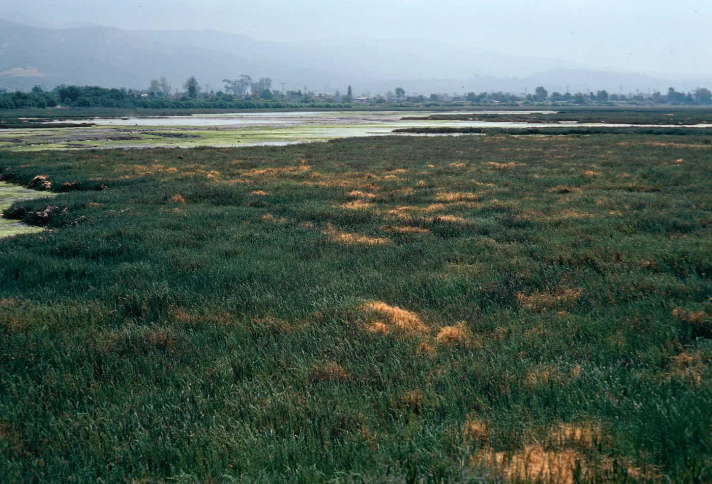 Carpinteria salt marsh