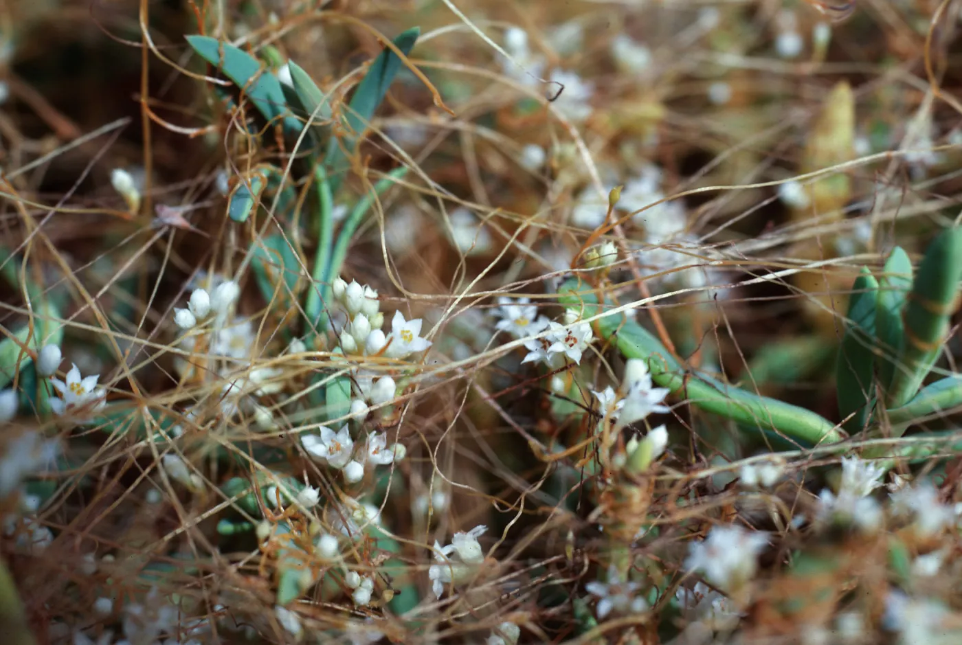 Cuscuta salina, Carpinteria salt marsh