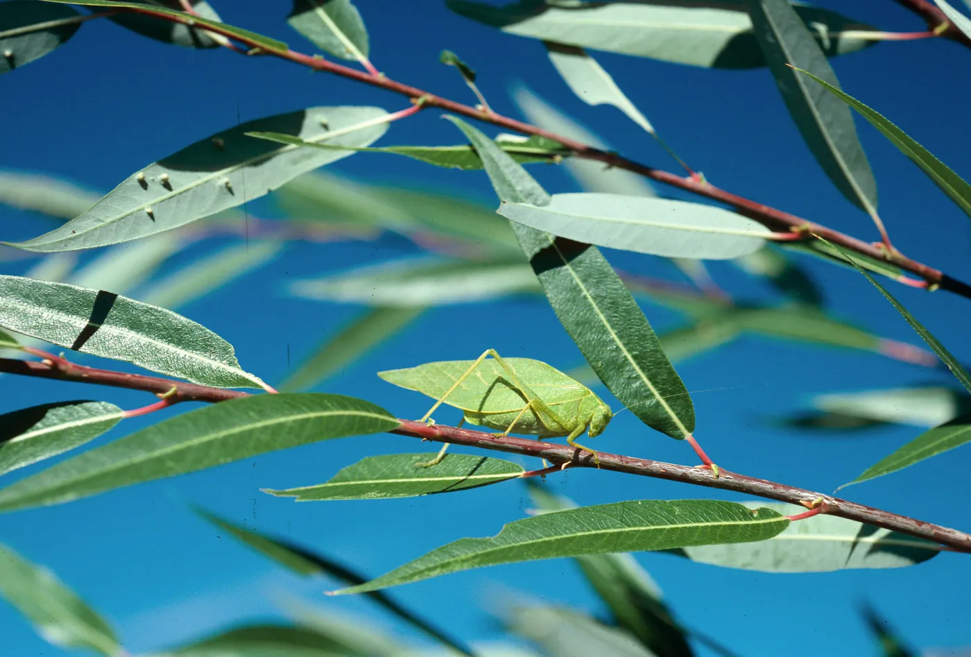 Katydid on Salix (Willow), Santa Ynez River