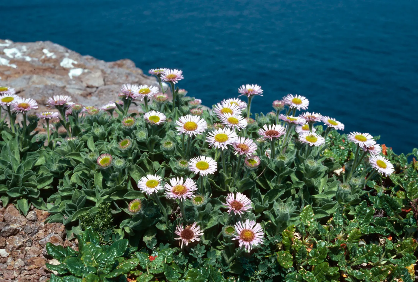 Erigeron glaucus, between lighthouse & landing, East Anacapa Island