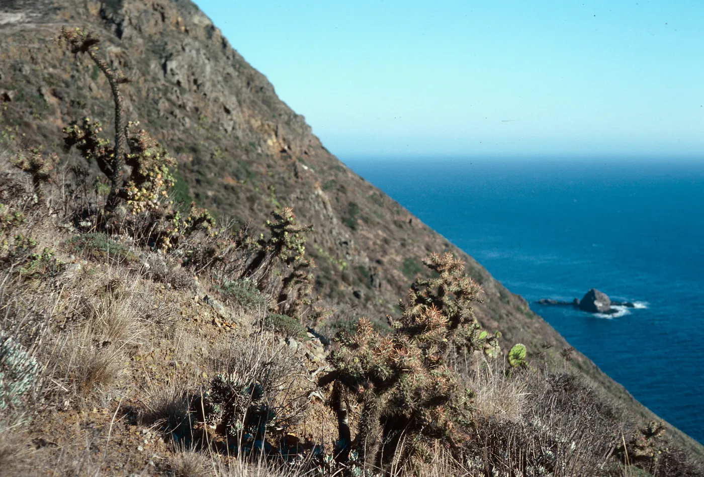Opuntia prolifera, offshore side, Cat Rock in background, West Anacapa Island