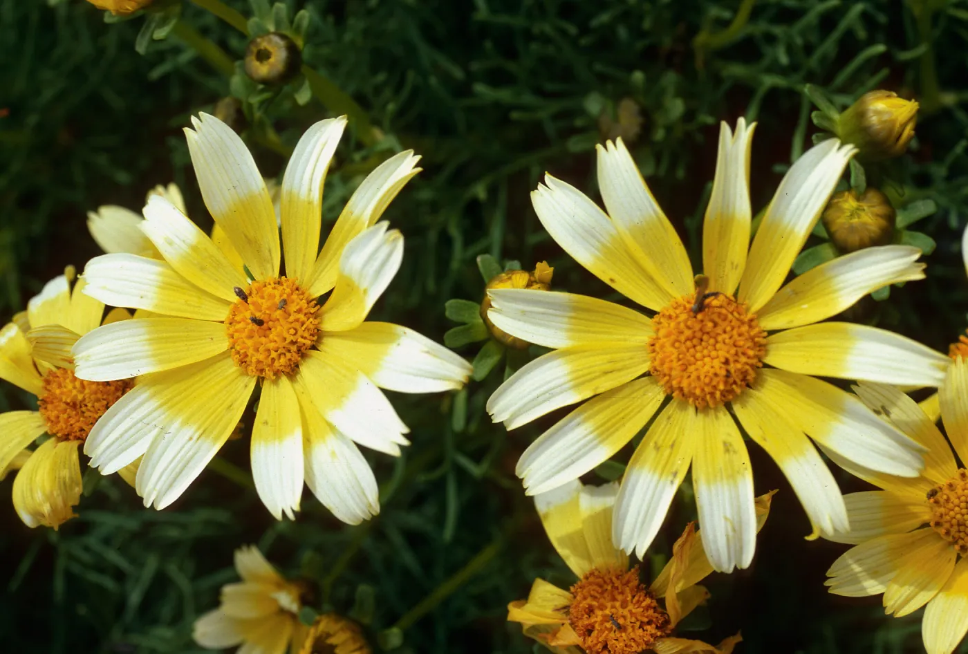 Coreopsis gigantea, white tips on flowers, just South of campground, East Anacapa Island