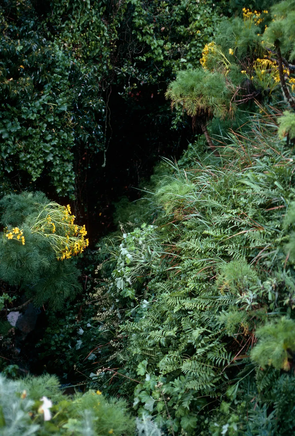 Polypodium, West fork of Oak Canyon, West Anacapa Island
