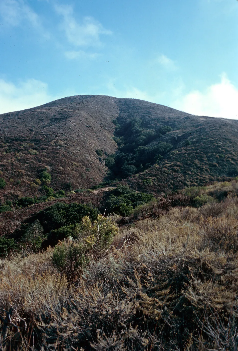 Oak Canyon, West Anacapa Island