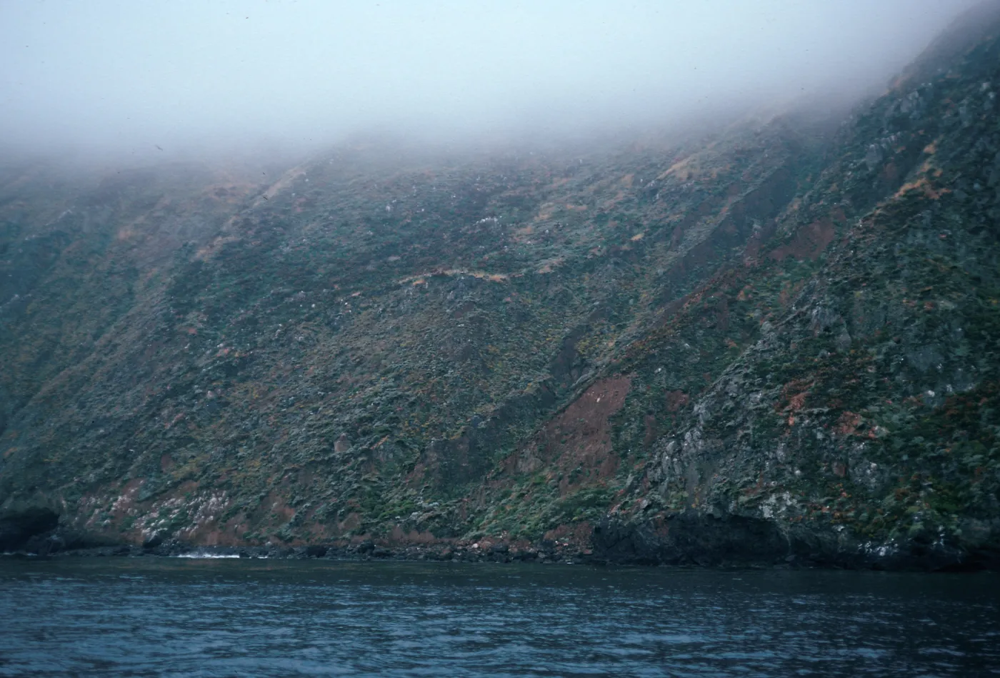 pelican area, onshore slopes, West Anacapa Island