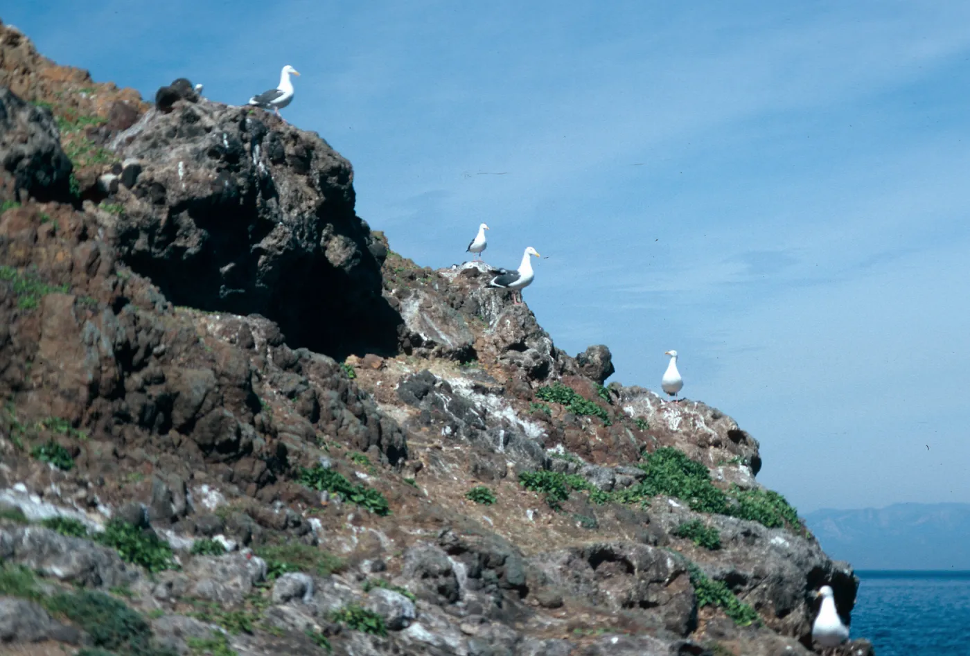 seagulls, Rat Rock, West Anacapa Island