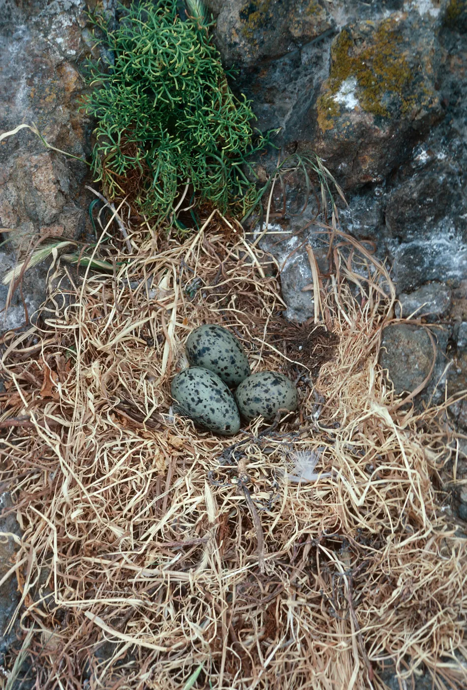 gull nest, just East of Rat Rock, West Anacapa Island