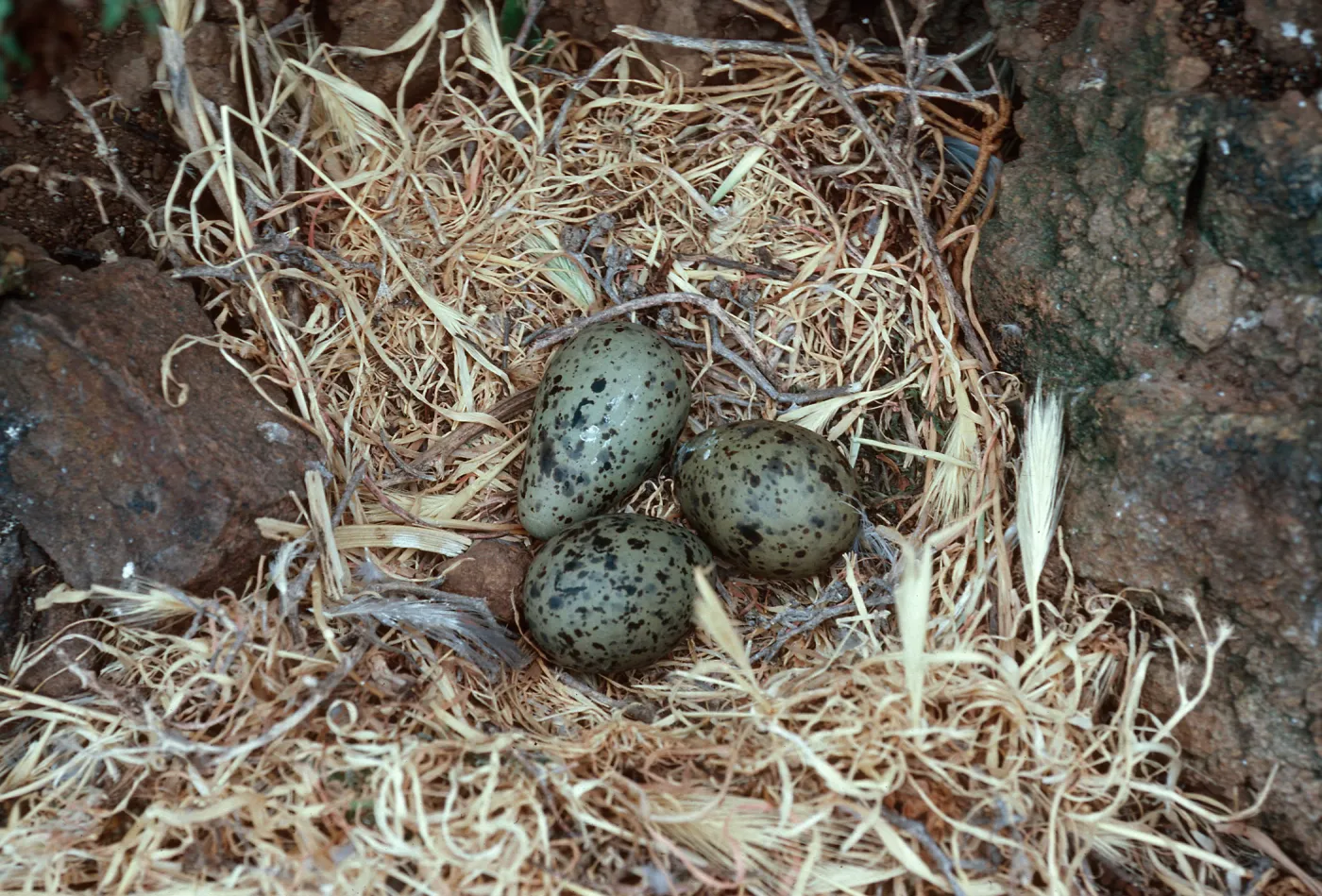 gull nest, just East of Rat Rock, West Anacapa Island