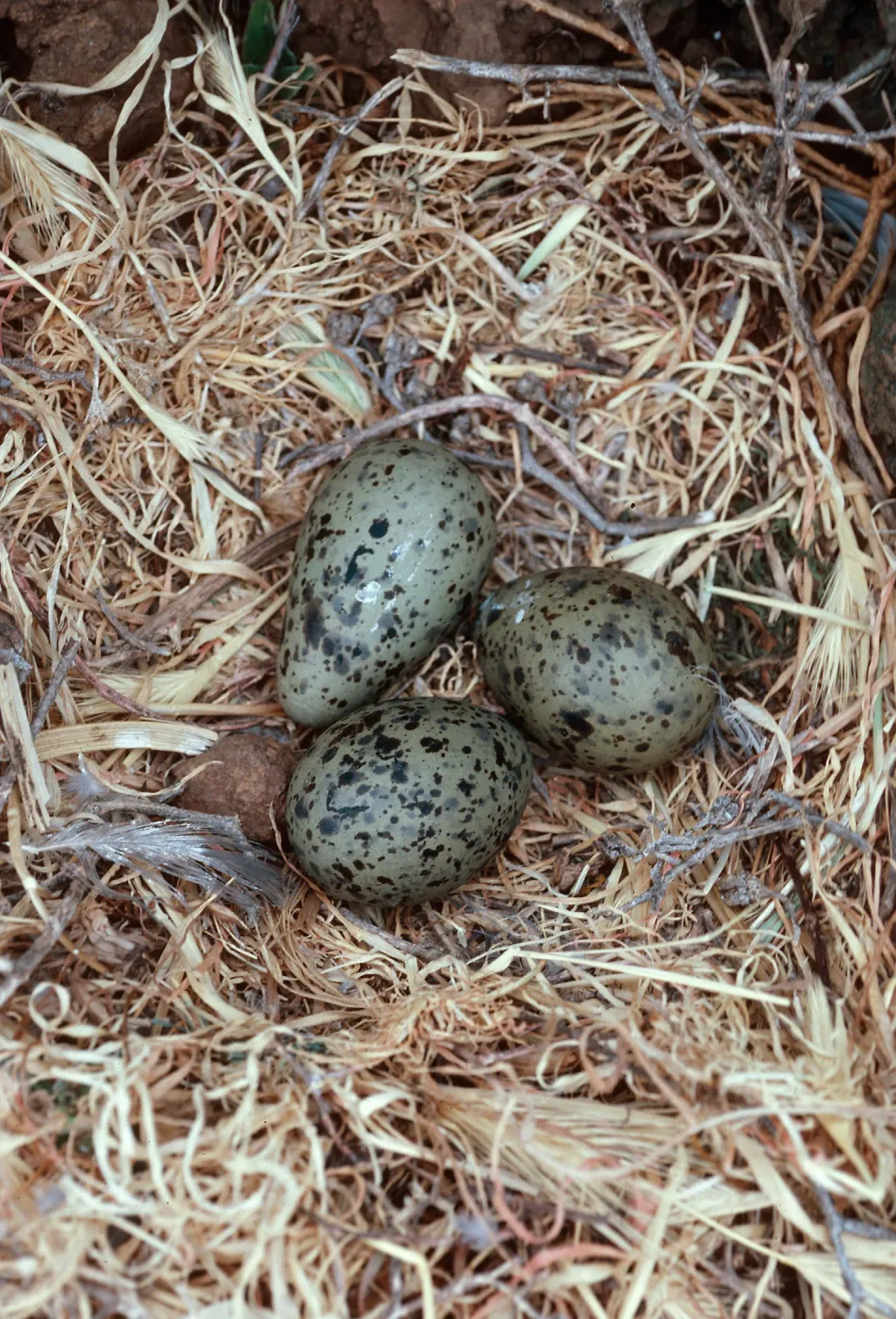 gull nest, just East of Rat Rock, West Anacapa Island