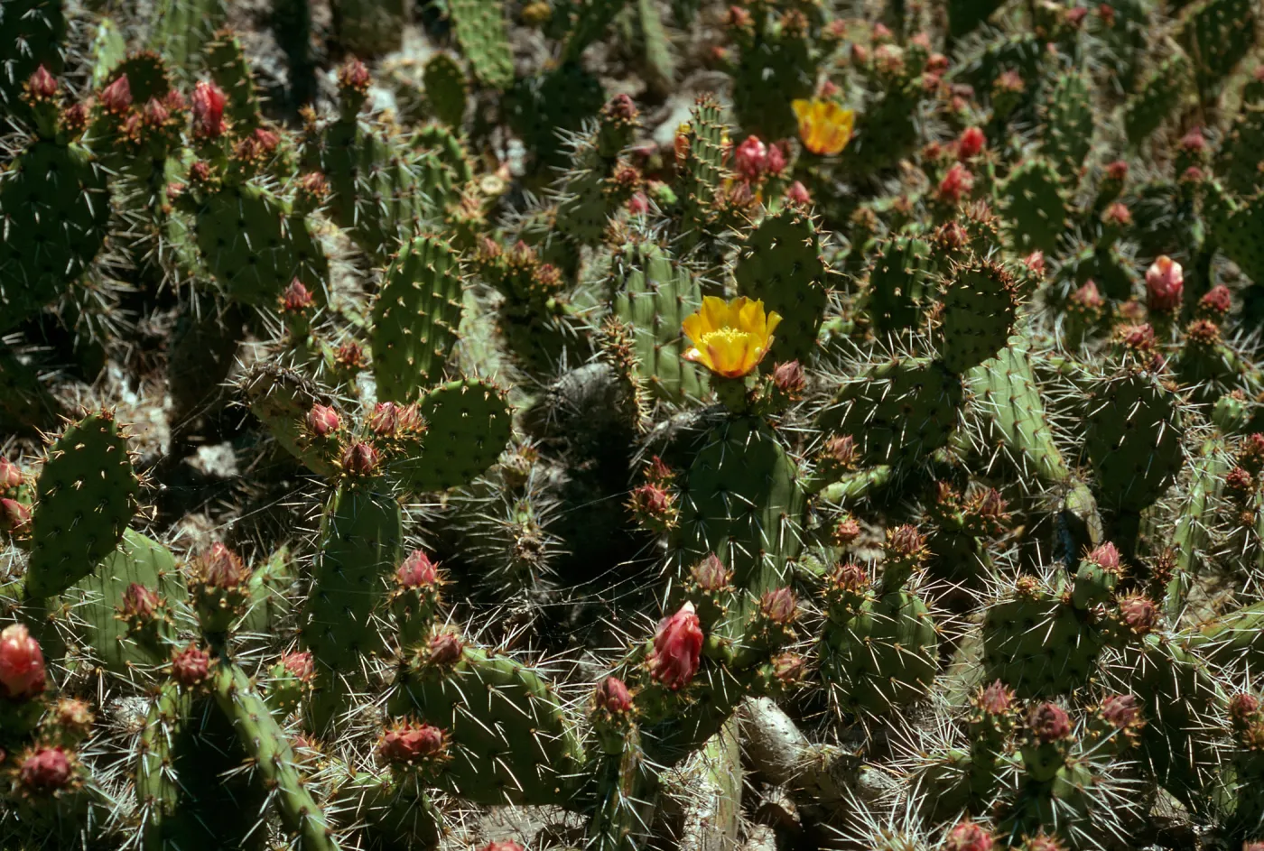 Opuntia littoralis, Lower Cattail Canyon, San Nicolas Island
