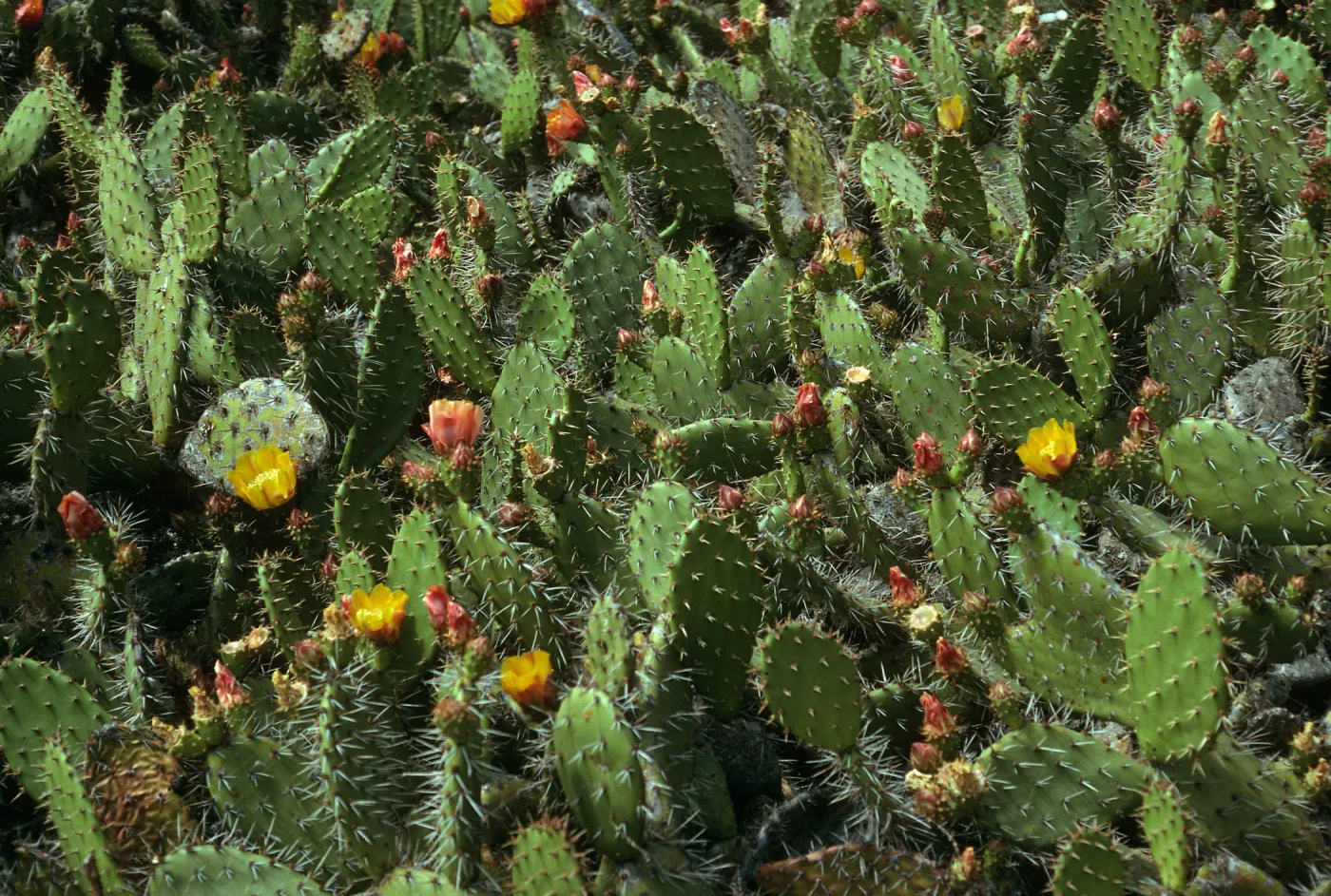 Opuntia littoralis, Cattail Canyon, San Nicolas Island