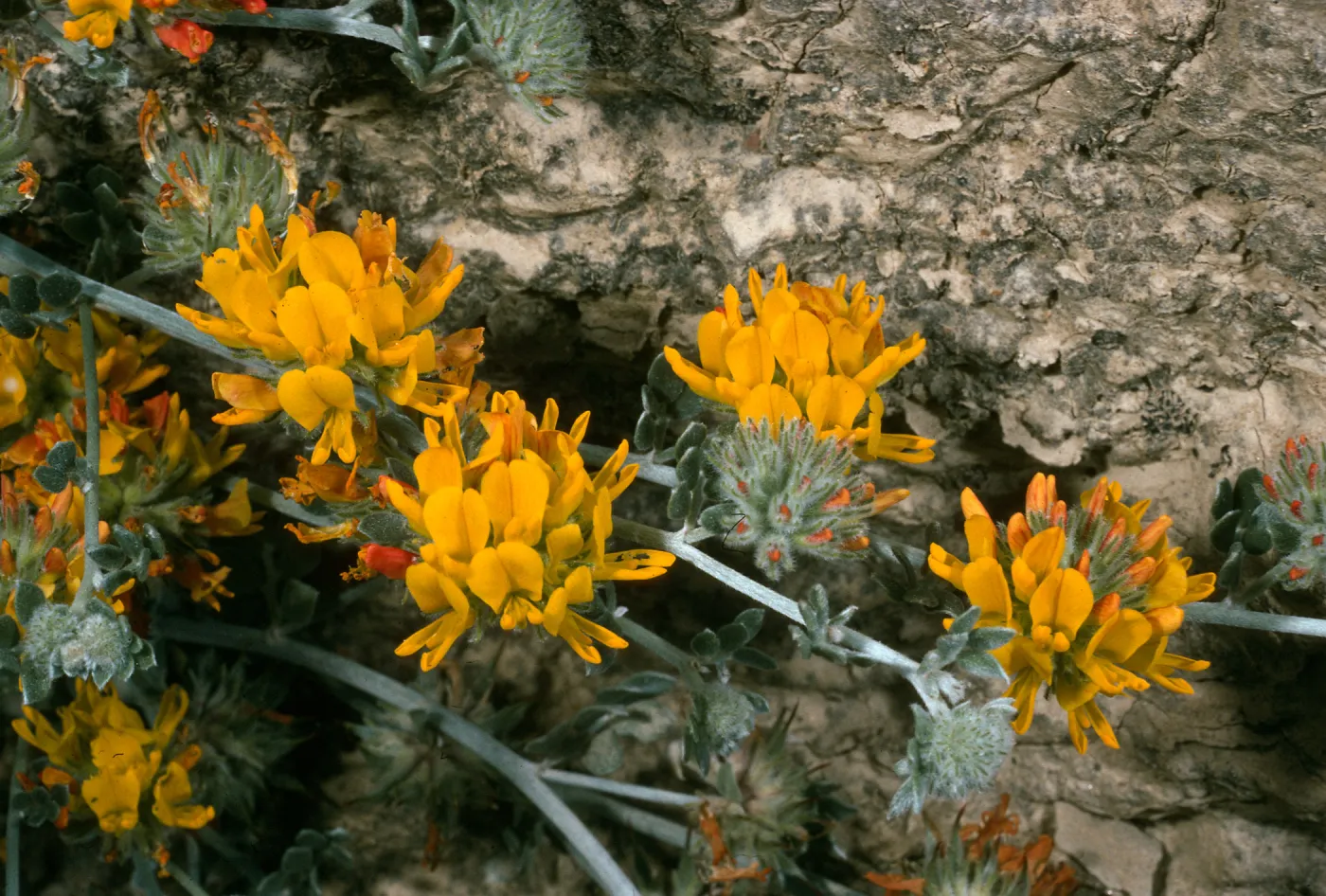 Lotus argophyllus ssp. ornithopus, Northeast coastal flats, San Nicolas Island