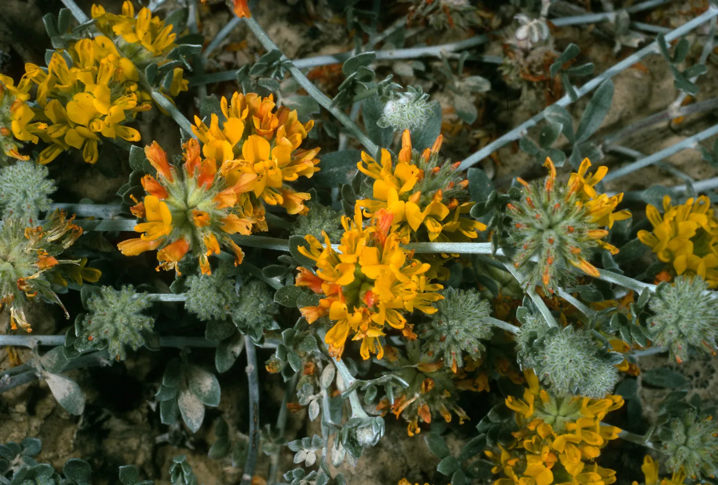 Lotus argophyllus ssp. ornithopus, Northeast coastal flats, San Nicolas Island