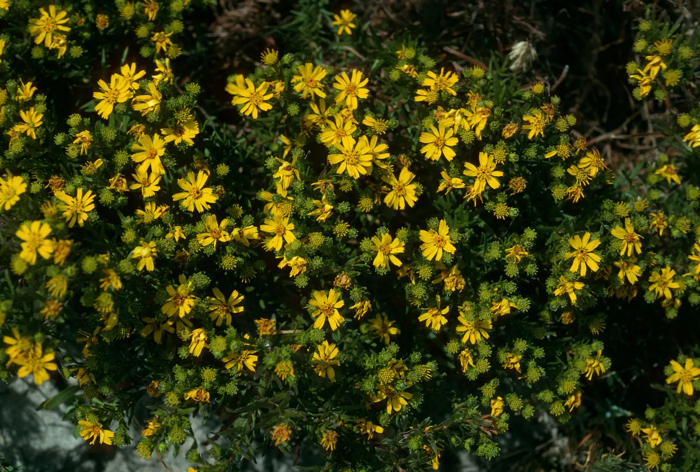 Hemizonia clementina, North side of airstrip, San Nicolas Island