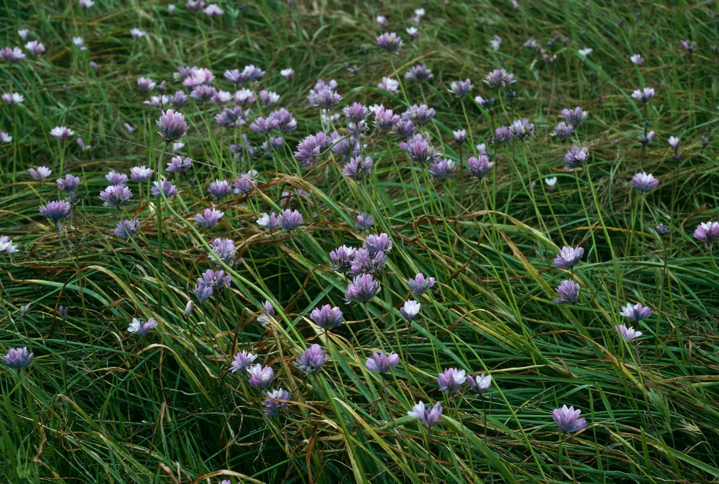 Dichelostemma, Northeast coastal flats, San Nicolas Island