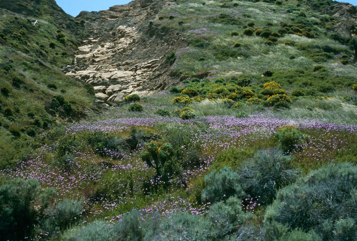 Dichelostemma, West of navfac, San Nicolas Island