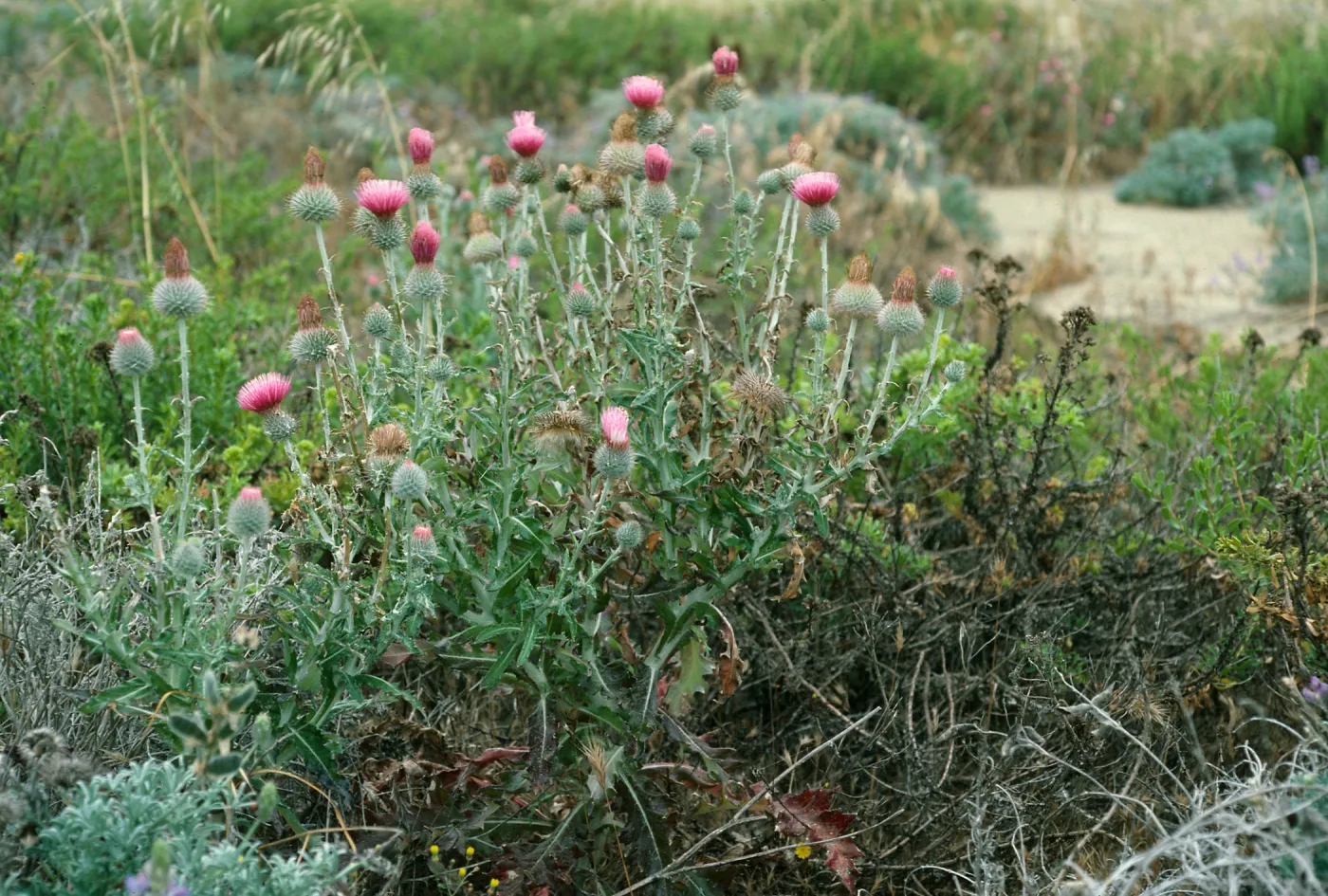 Cirsium occidentale, North of airfield, San Nicolas Island